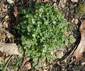 Hairy Bittercress has small white flowers in early spring