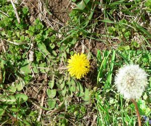 Dandelions start with yellow flowers becoming white puff seed head