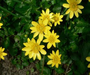 Lesser Celandine has buttercup like yellow flowers early spring very hard to control