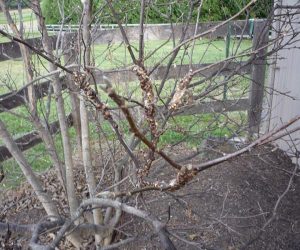 Magnolia-Scaleweb