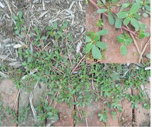 Purslane has succulent type stems and leaves