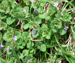 Speedwell is low growing