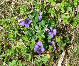 Wild Violets can be purple or white and are very hard to control
