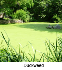 duckweed