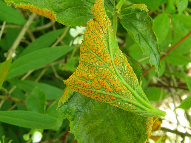 Learn about abiotic diseases.