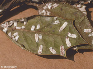 Some insects hide on the underside of leaves.