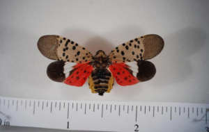 The spotted lanternfly with wings visible