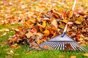 A rake sits on top of a pile of leaves on a tall fescue turf lawn