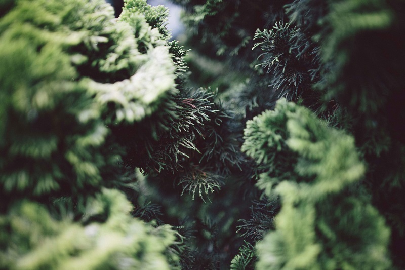 How to Care for Evergreen Trees and Shrubs Scientific Plant Service