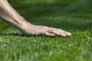 lawn care misconceptions