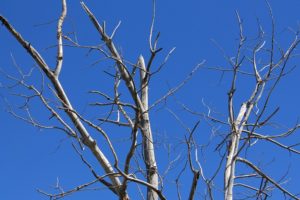 indicators of a sick or dying tree