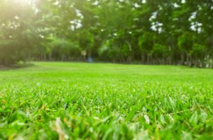 how to maintain a green lawn