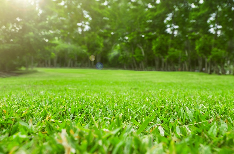 4 Tips for Maintaining a Green Lawn Scientific Plant Service