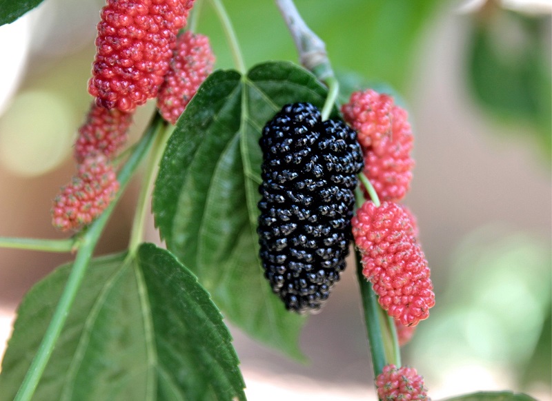 Plant These Shrubs for Healthy Homegrown Berries SPS