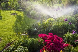 how to tell you are overwatering your plants