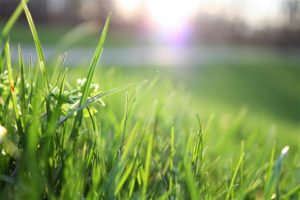 7 Tips for Late Summer Lawn Care 