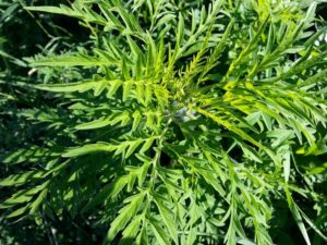 maryland weeds ragweed