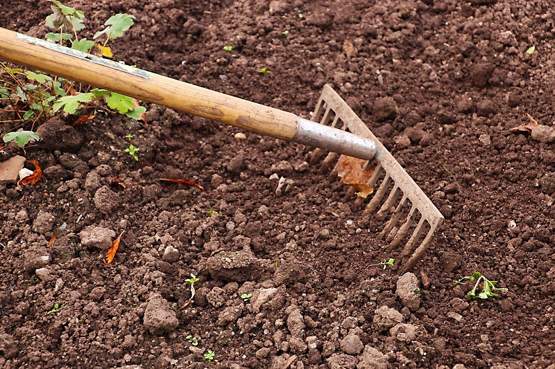 How to Prepare Your Landscape for Fall - Scientific Plant Service