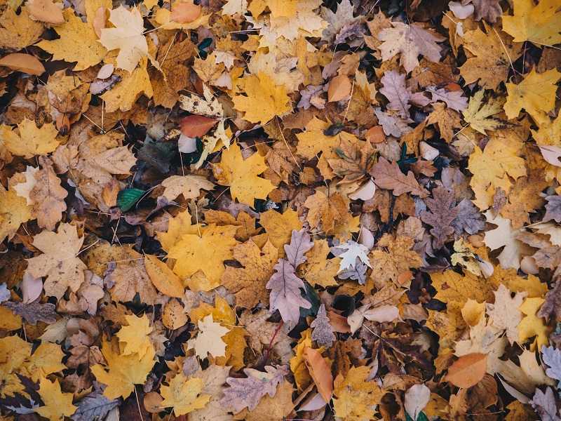 4 Ways to Repurpose Fallen Leaves This Autumn
