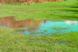 scientific plant service flooded lawn