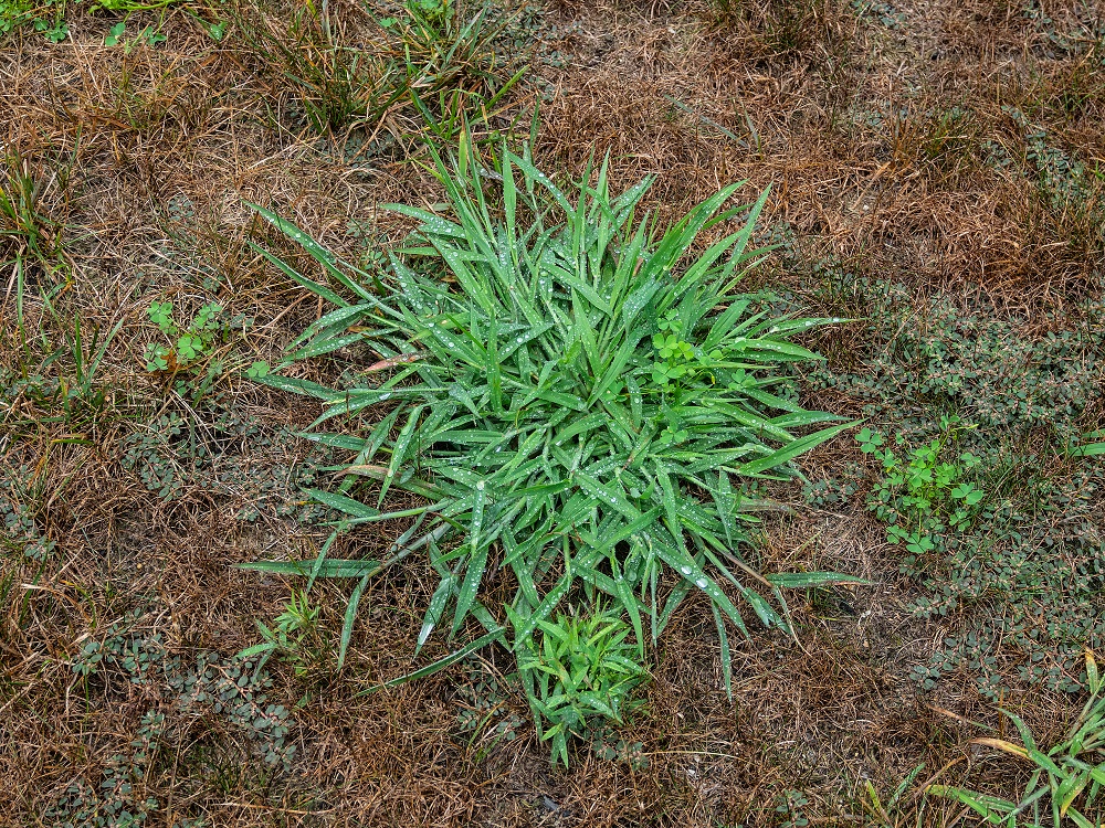 How to Spot and Remove Crabgrass Scientific Plant Service