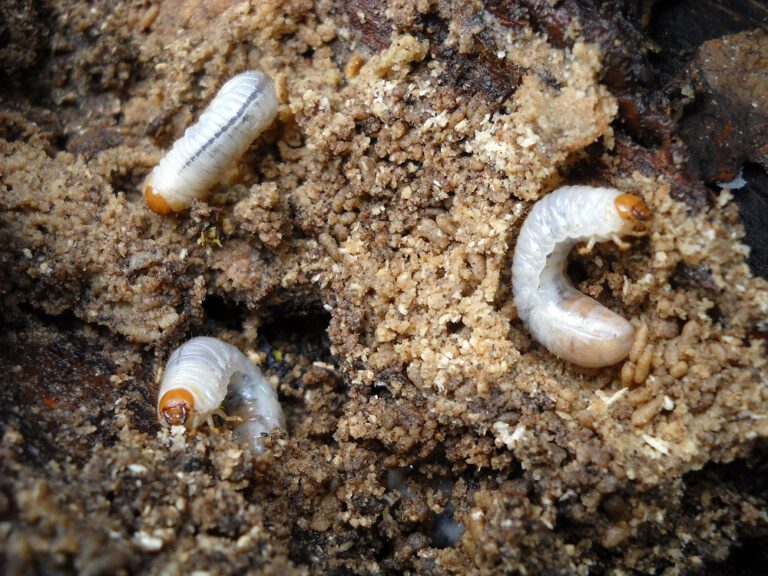 When to Apply Grub Control Scientific Plant Service