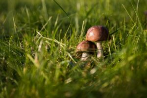 scientific plant service mushroom growth