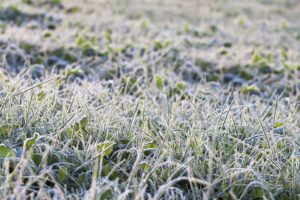 scientific plant service protect lawn from frost damage