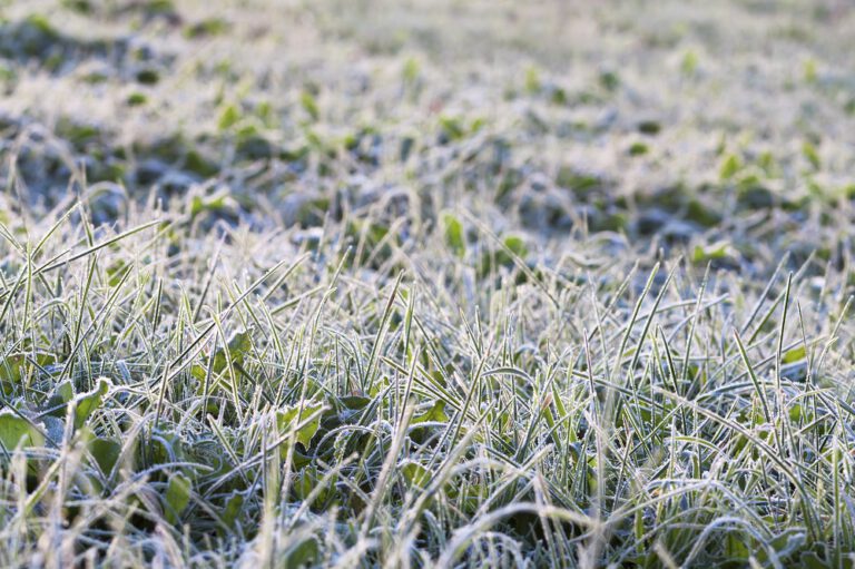 How to Protect Your Lawn From Frost Damage Scientific Plant Service