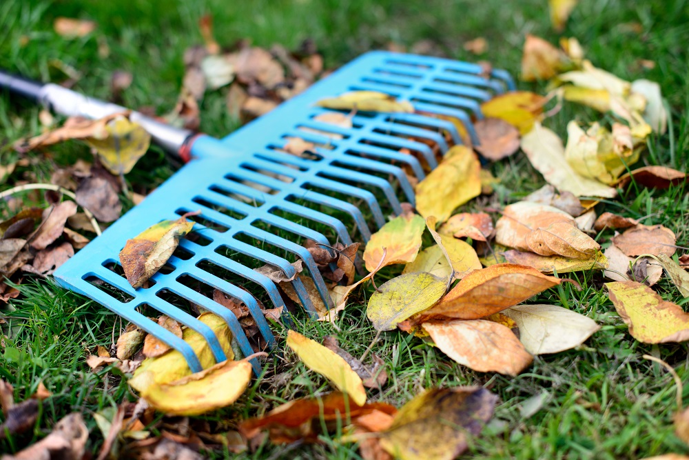 Why Raking Leaves Is Necessary Fall Lawn Care Scientific Plant Service