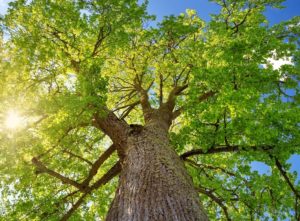 scientific plant service deep root fertilization scientific plant service deep root fertilization
