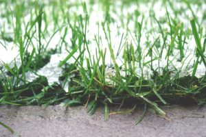 Scientific Plant Service cold weather affect your lawn