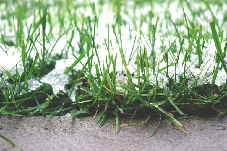 How Does Cold Weather Affect Your Lawn? Scientific Plant Service