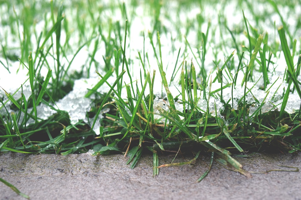 How Does Cold Weather Affect Your Lawn? Scientific Plant Service