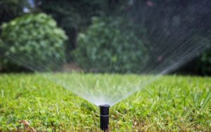scientific plant service water your new sod