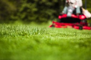 scientific plant service lawn mowed too short