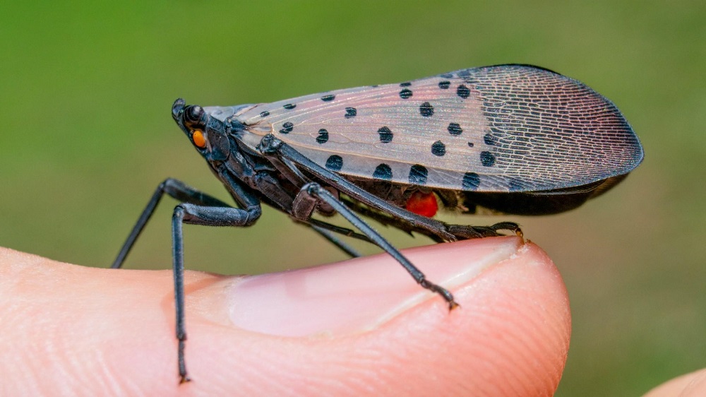 The Spotted Lanternfly What You Need to Know About This Pest Scientific Plant Service