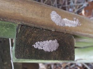scientific plant service spotted lanternfly egg mass