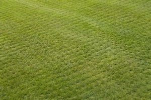 Aeration and Overseeding After-Care for Your Lawn scientific plant service