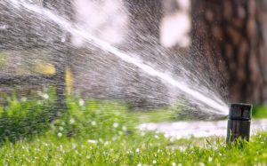 scientific plant service fall lawn care and watering