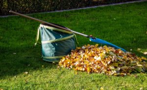 scientific plant service fall landscaping mistakes