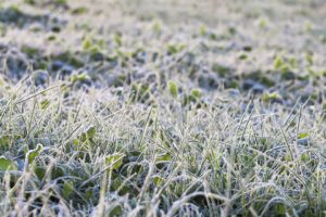 scientific plant service prevent frost damage