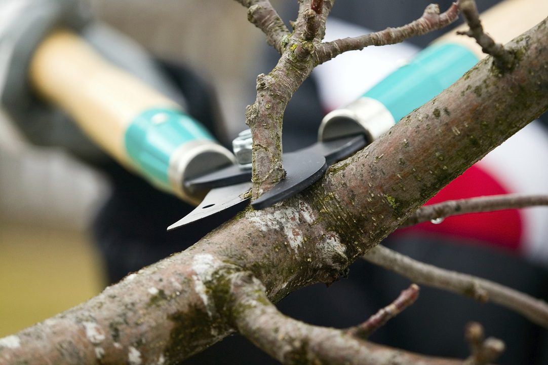 6 Reasons Why Winter Pruning is Good for Your Trees - Scientific Plant ...