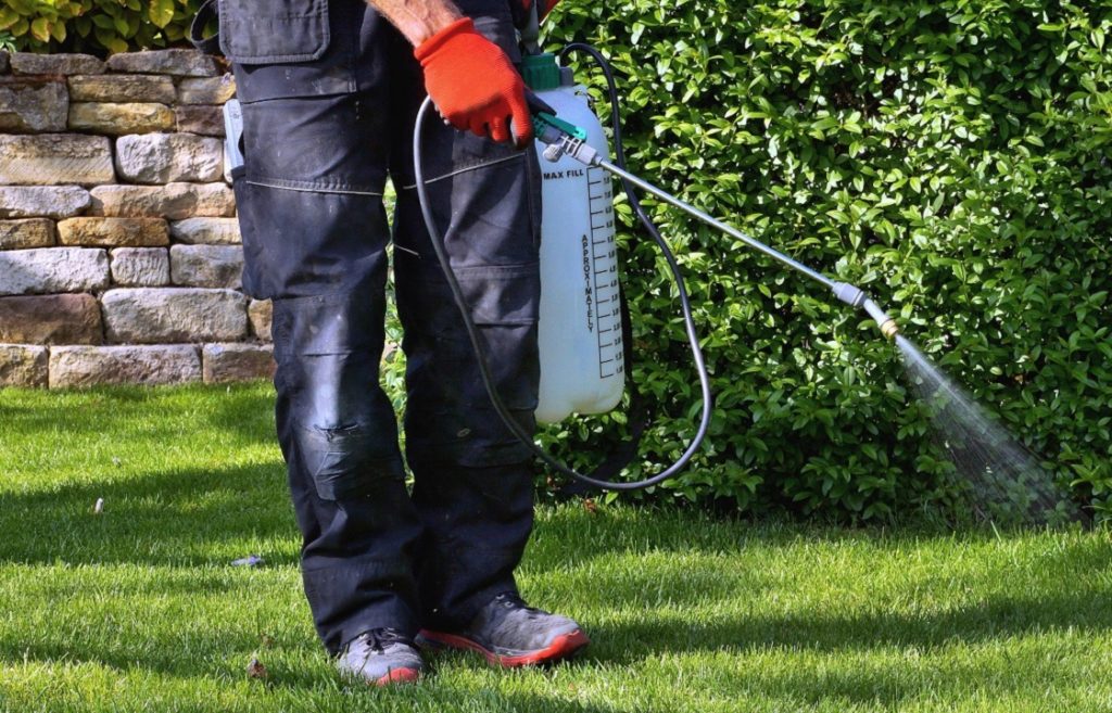 When to Apply PreEmergent Weed Control Scientific Plant Service