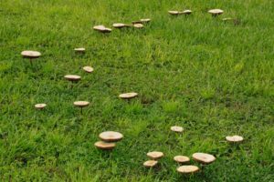 scientific plant service lawn mushrooms