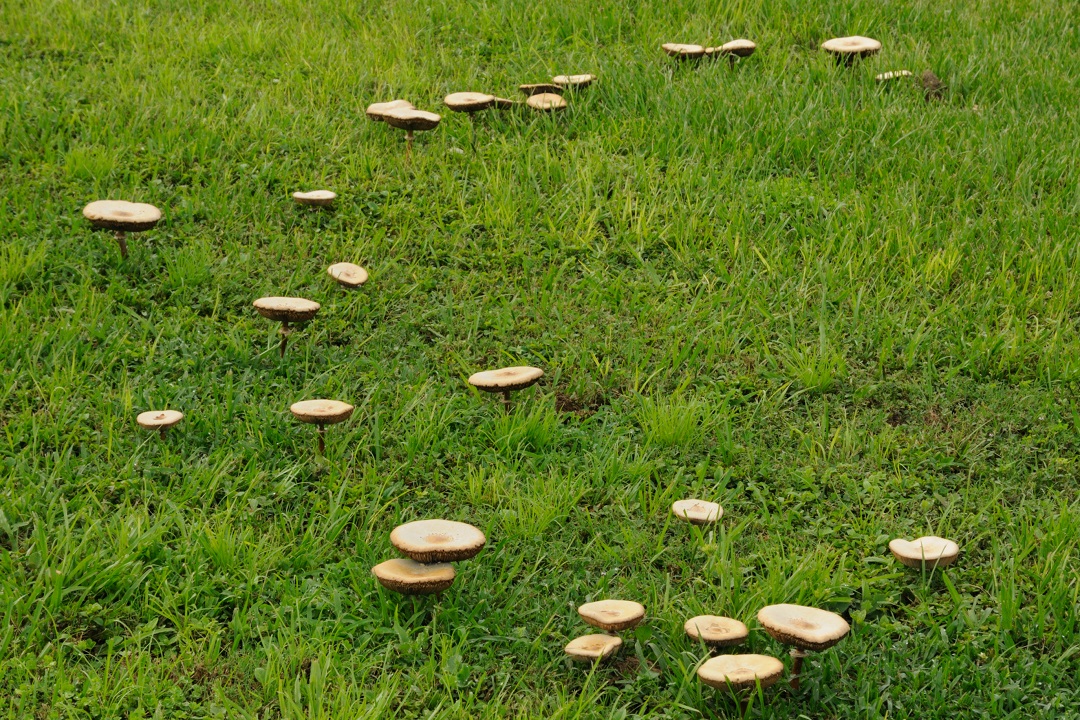 Lawn Mushrooms Causes, Solutions, and Prevention Scientific Plant
