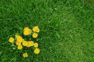 scientific plant service dandelions in your lawn