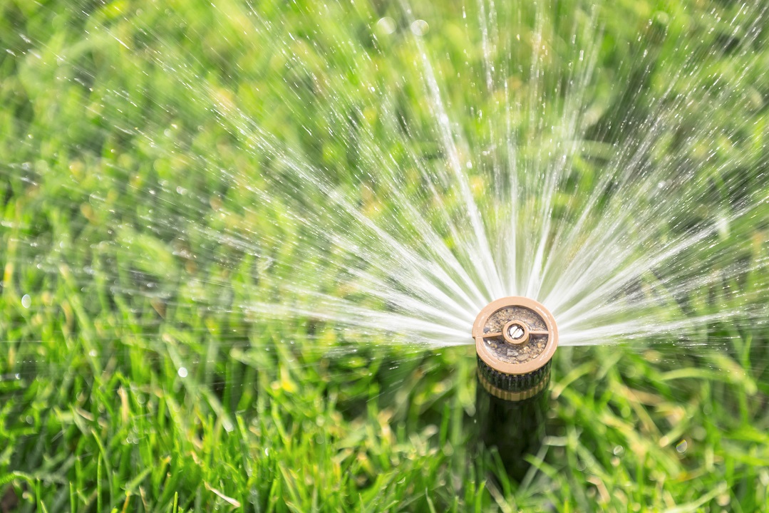 Watering Your Lawn in Summer The Essentials Scientific Plant Service