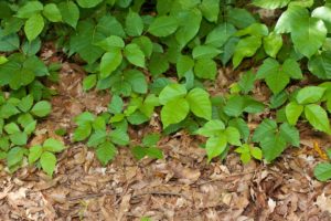 scientific plant service poison ivy causes and prevention