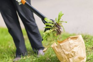 scientific plant service summer lawn care mistakes